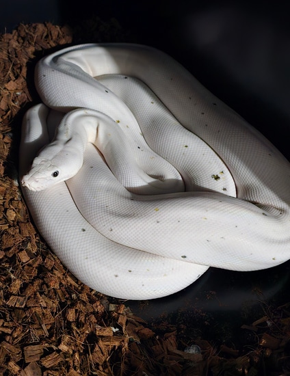 GC Cow Pos Platinum Reticulated Python by MorphKreations