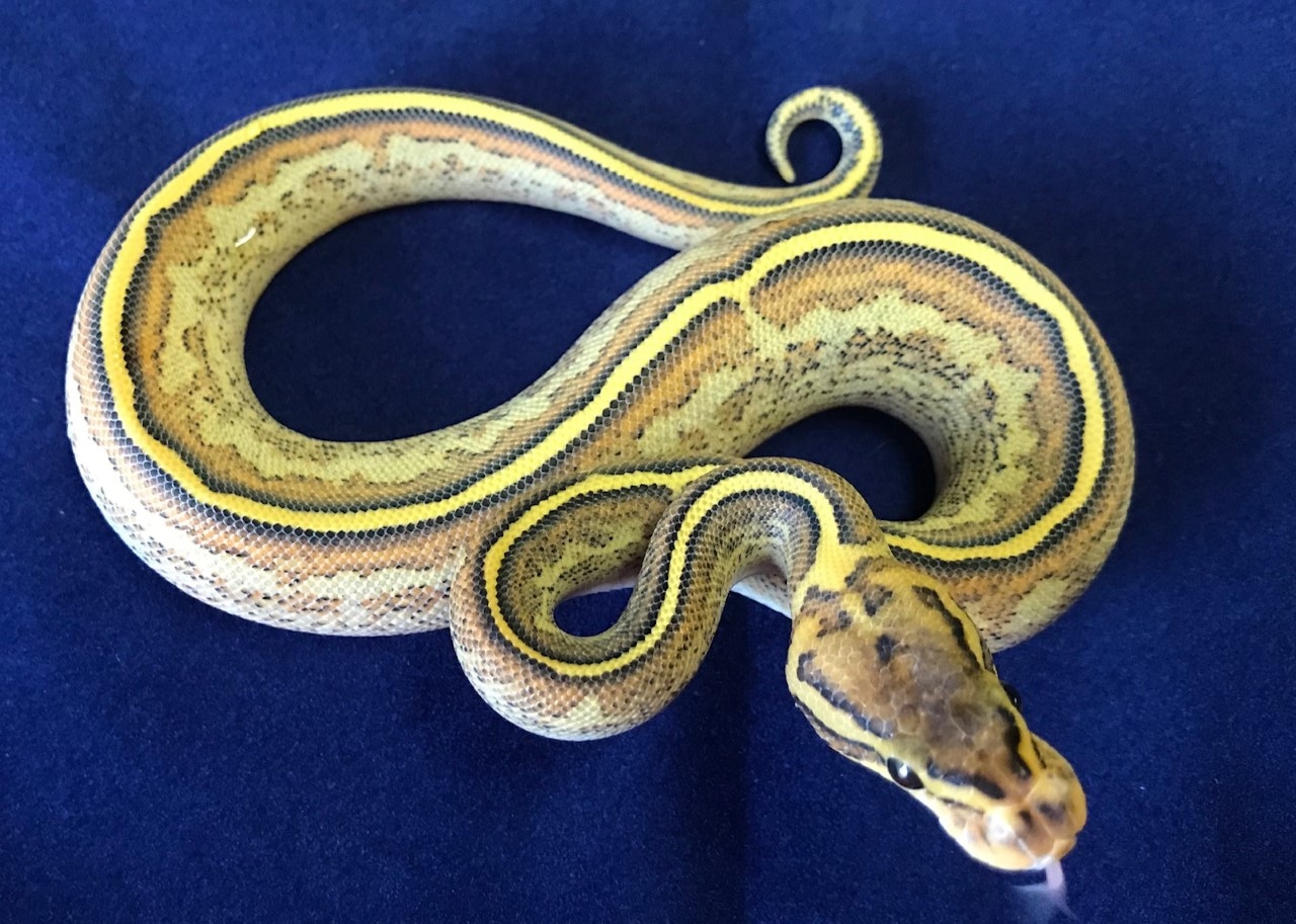 **Sale**Freeway Pinstripe Spider Ball Python by Reigning Morphs