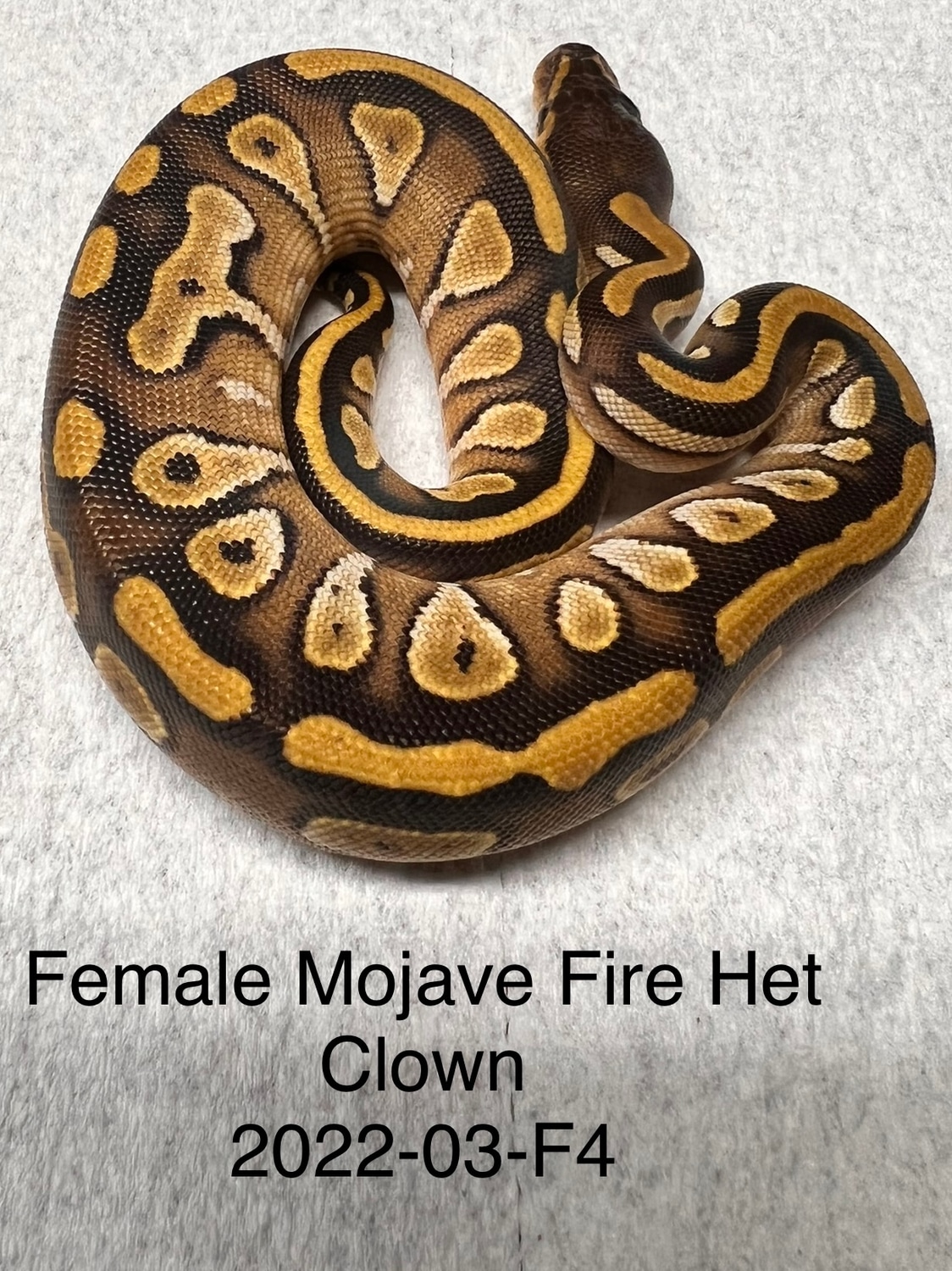 Mojave Fire Het Clown Ball Python by Moab Dragons & Exotics - MorphMarket