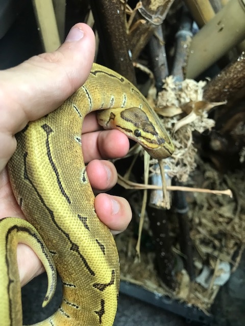 Spinner Ball Python by Mo Fauna - MorphMarket