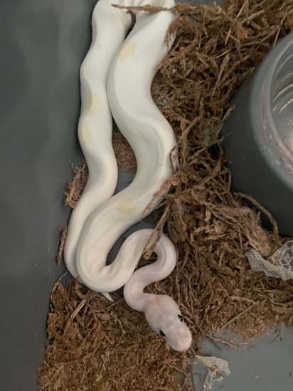 Super Fire Ball Python by Mo Fauna