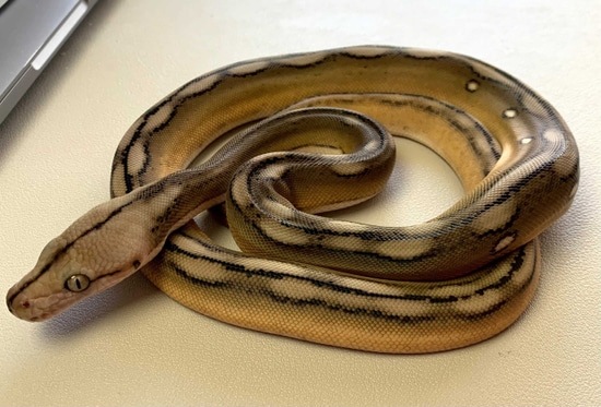 Motley Sunfire Tiger Poss Super Sun Het Blonde/Amel Reticulated Python ...
