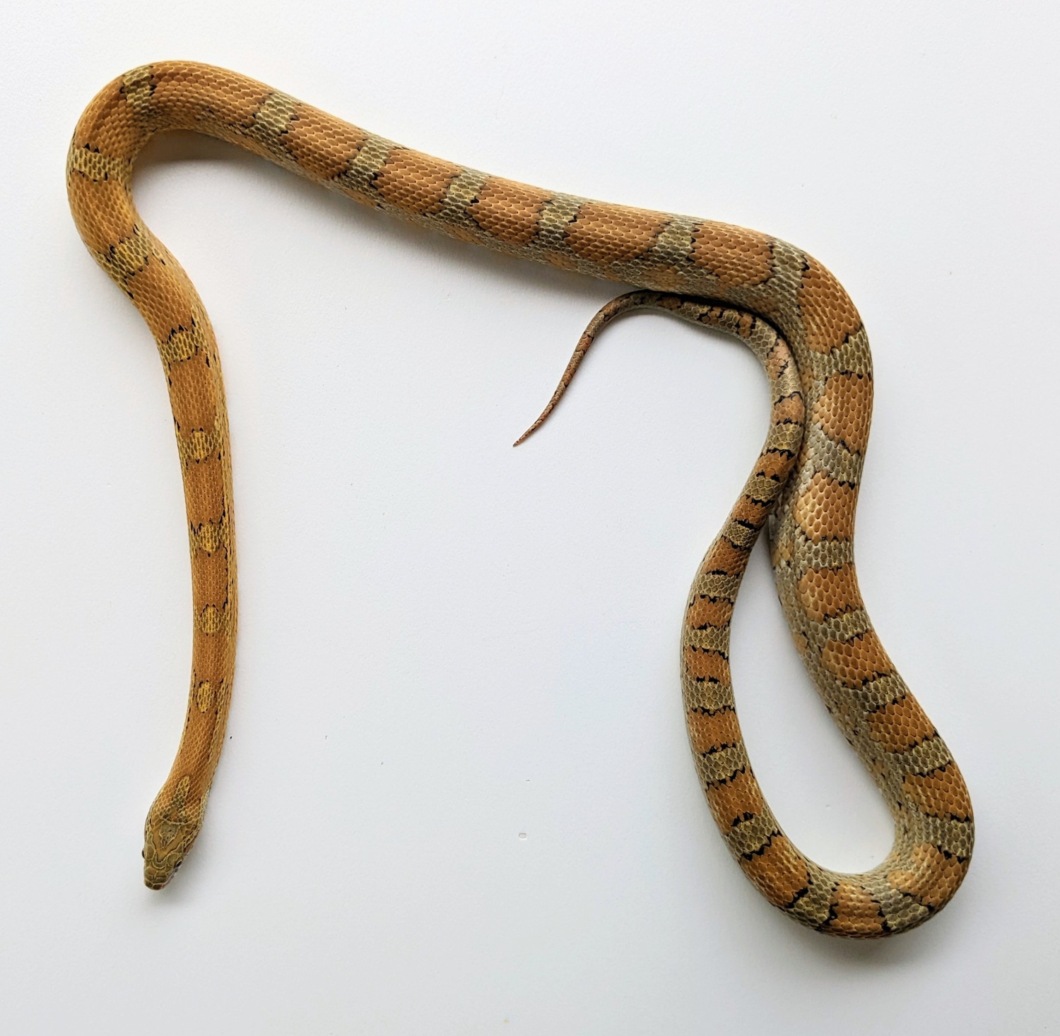 Caramel Het Cinder Male [Proven] Corn Snake by Crystal Colubrids ...