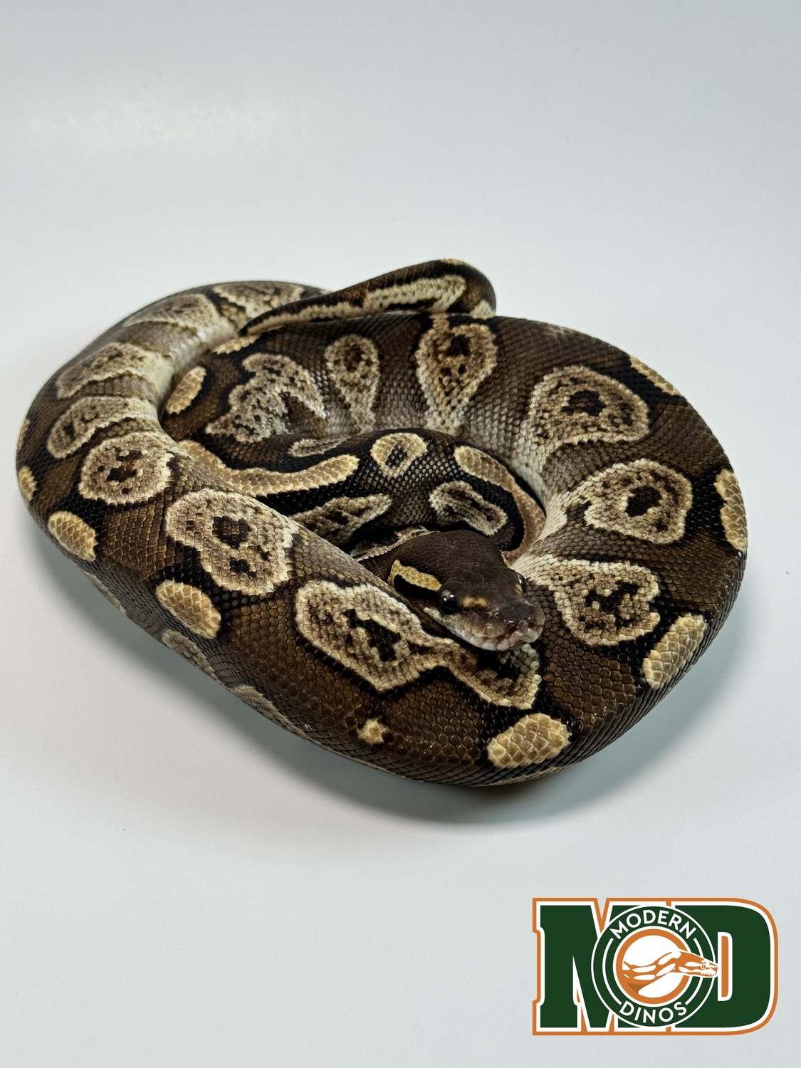 GHI Bongo Ball Python by Modern Dinos - MorphMarket