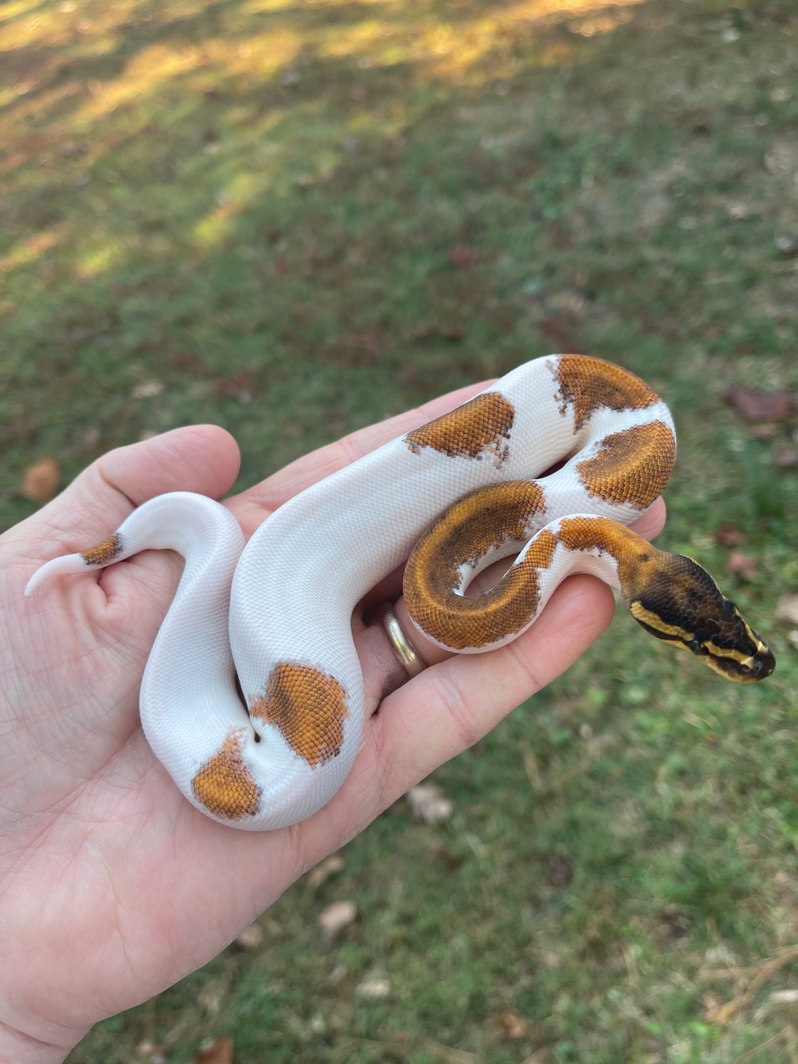 Calico Pied Ball Python by Nirvana Reptiles - MorphMarket