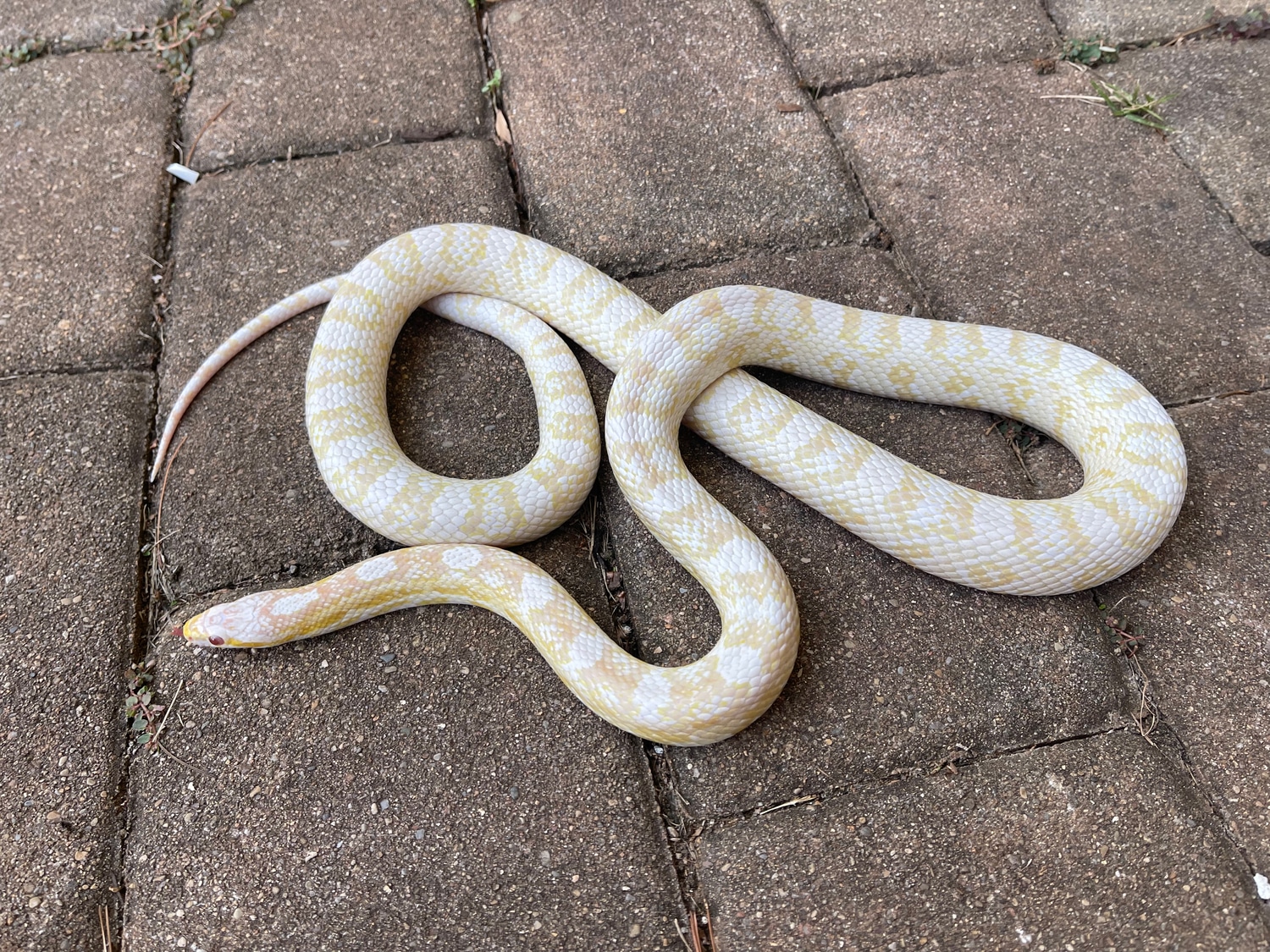 Snow Het Palmetto Poss Het Charcoal Corn Snake by Nirvana Reptiles