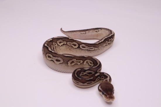 2023 Cinnamon Pastel Sandblast Ball Python by Mohawk Morphs