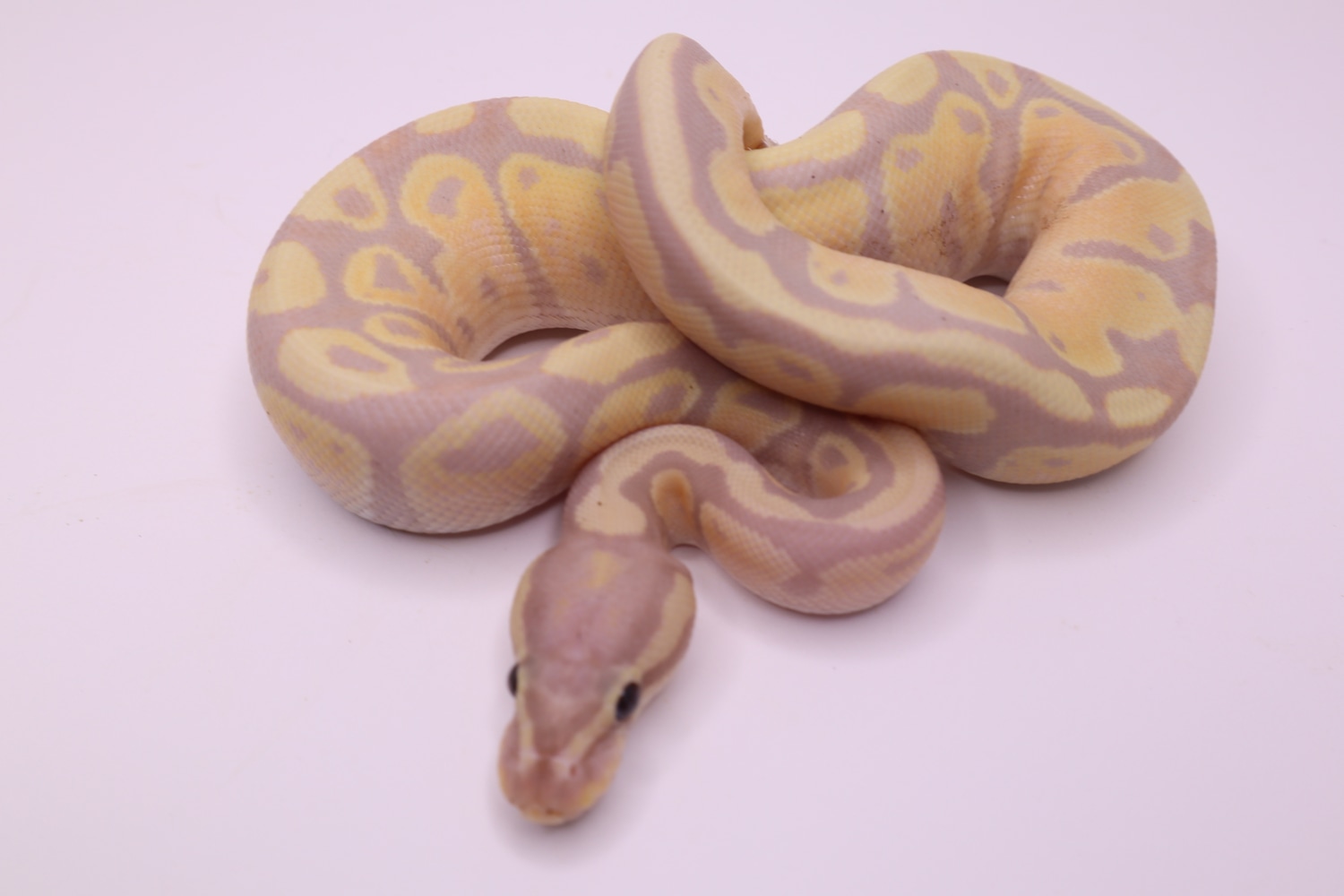 2023 Banana Disco Or Fire Ball Python by Mohawk Morphs MorphMarket