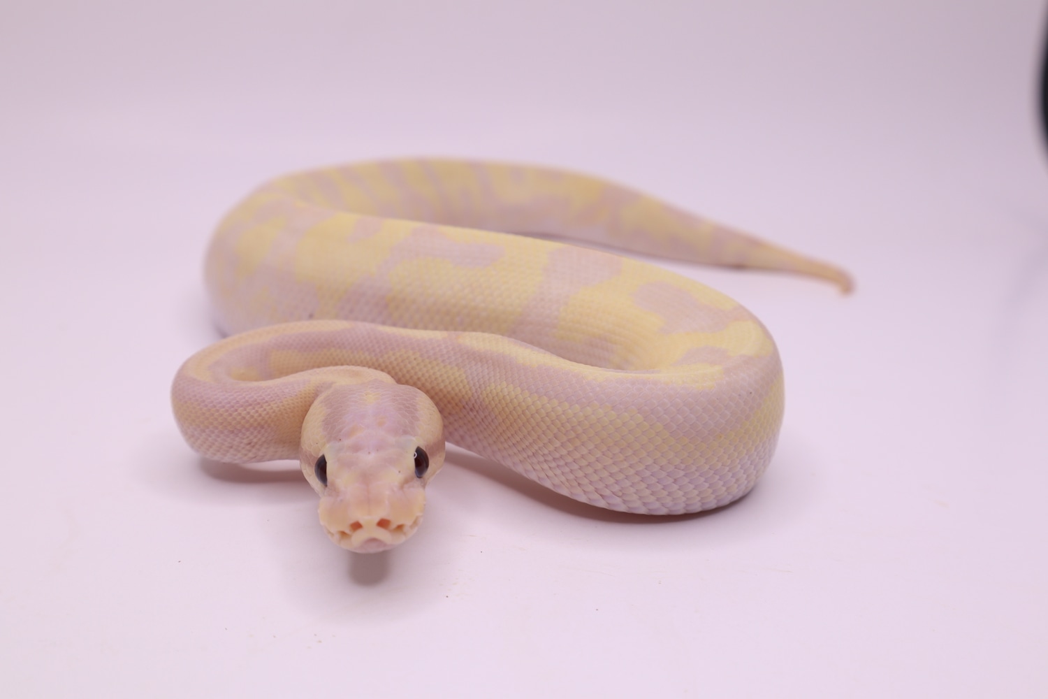 2023 Banana Disco Fire (Disco Inferno) Ball Python by Mohawk Morphs