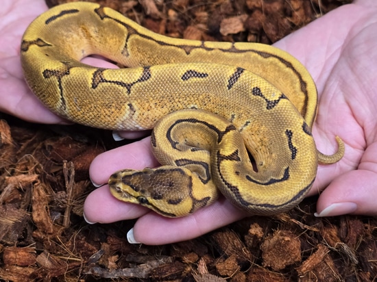 Pinstripe Enchi Het Hypo Ball Python by Mohawk Morphs