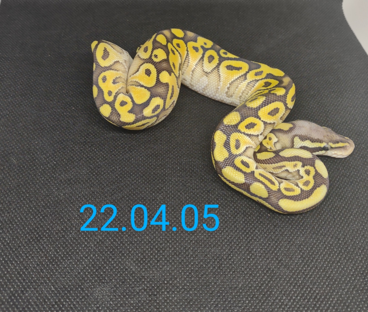 Lesser Vanilla Ball Python by Perfectly Engineered Reptiles - MorphMarket