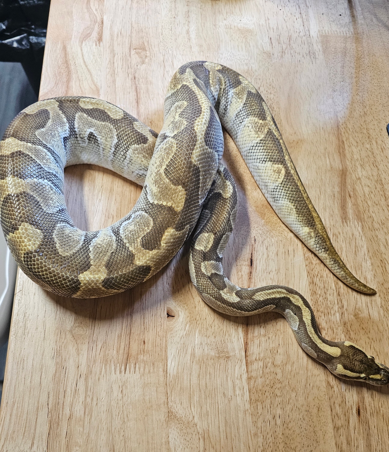 PB Lesser Enchi Ball Python by Perfectly Engineered Reptiles - MorphMarket