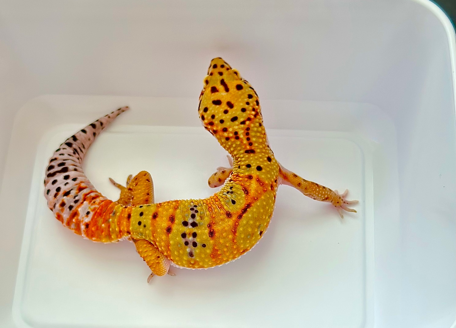 3D Gedruckter Leopardgecko – Bewegliche Echsenfigur, 15 Cm, Realistisches Reptilienmodell Zum Sammeln & Dekorieren
