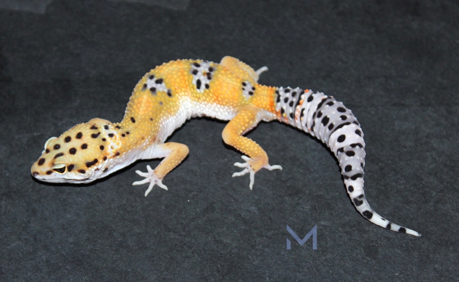 Tangerine Leopard Gecko by Molave Designer Geckos MorphMarket