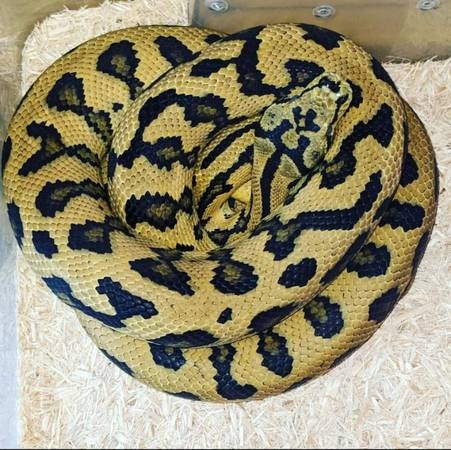 Adult Female Jaguar Other Carpet Python by Contiental Constrictors