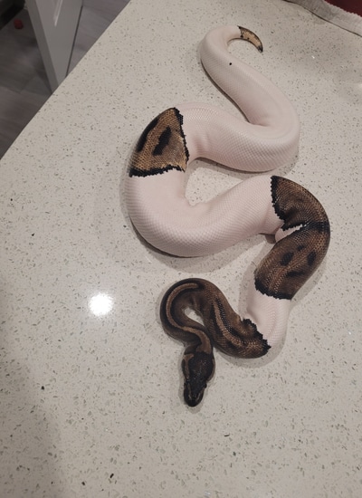Female Pie Bald Ball Python by Bloomin' Ball Pythons