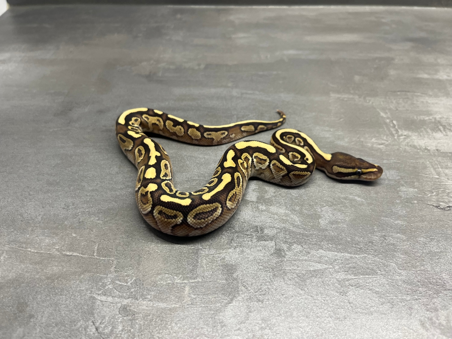Lesser Yellow Belly Ball Python by Monarch Serpents - MorphMarket