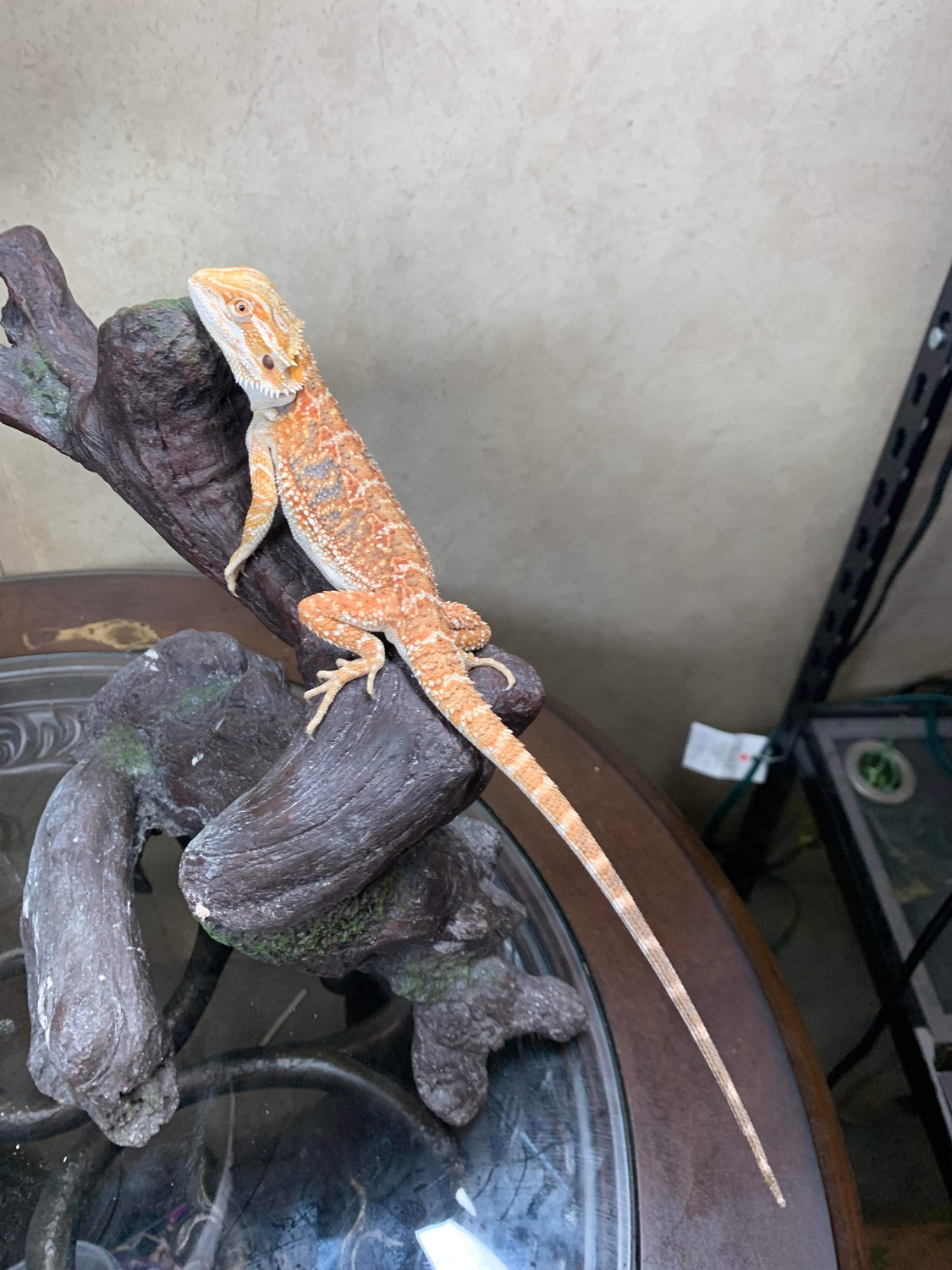 Hypo Tangerine Blue Bar Male 225 Shipped Central Bearded Dragon by RGV