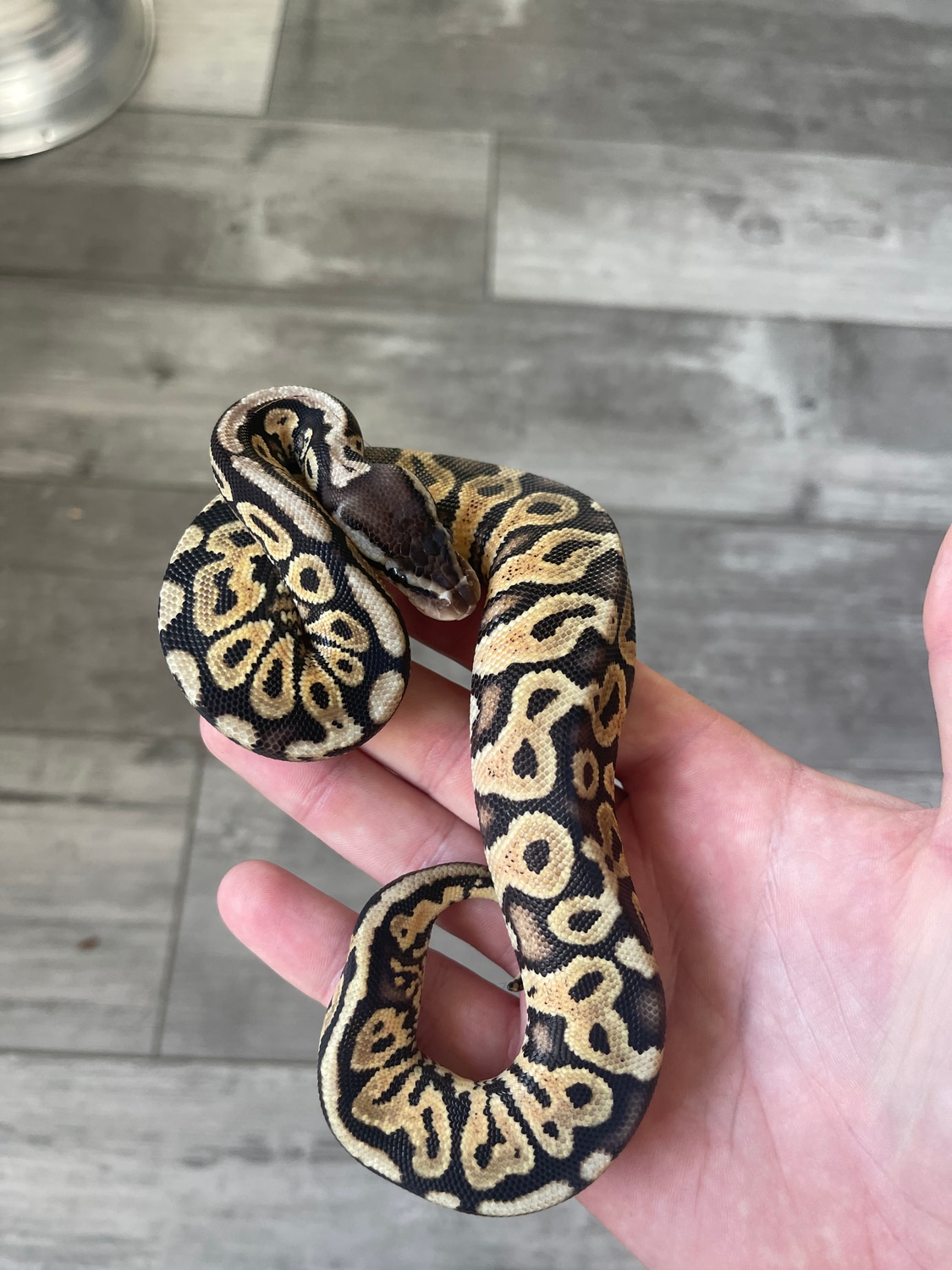 Pastel Gravel Het Red Axanthic Ball Python by Slither Company - MorphMarket