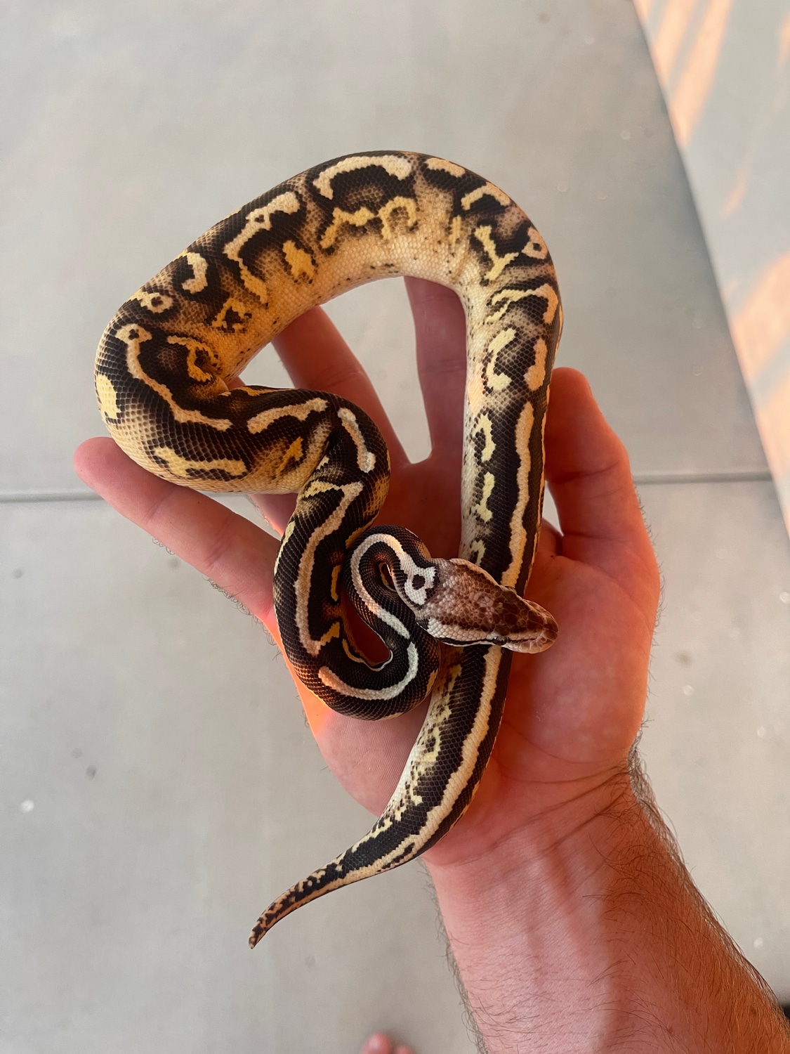 Pastel Super Gravel HRA Ball Python by Slither Company MorphMarket