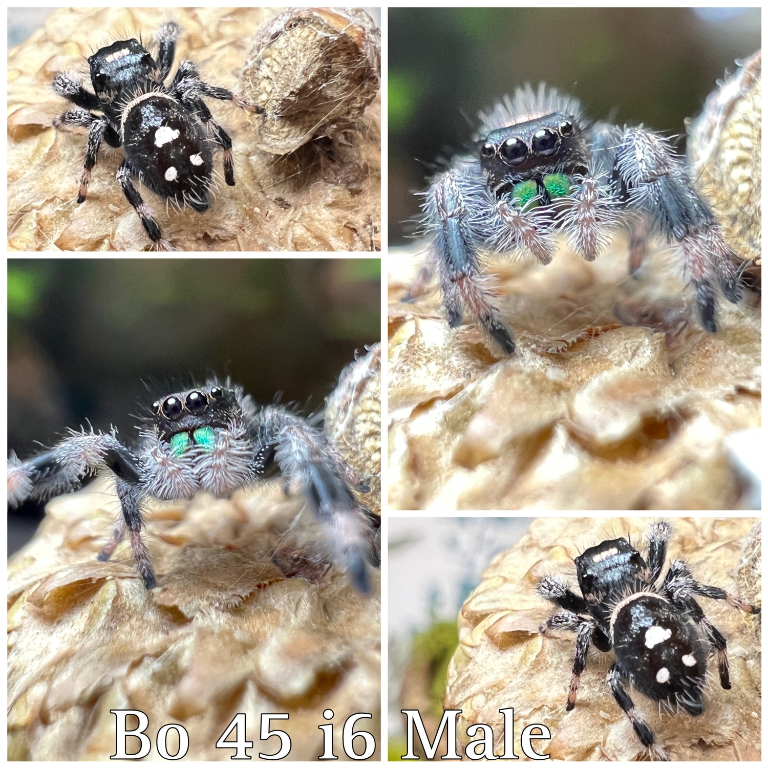 Regal Jumping Spider True Spider by Moni’s Critters MorphMarket