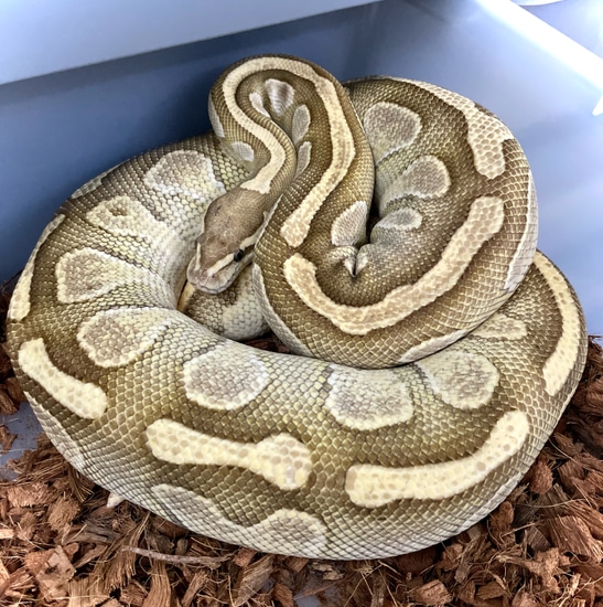 PB Lesser Fire Ball Python by Monopoly Morphs