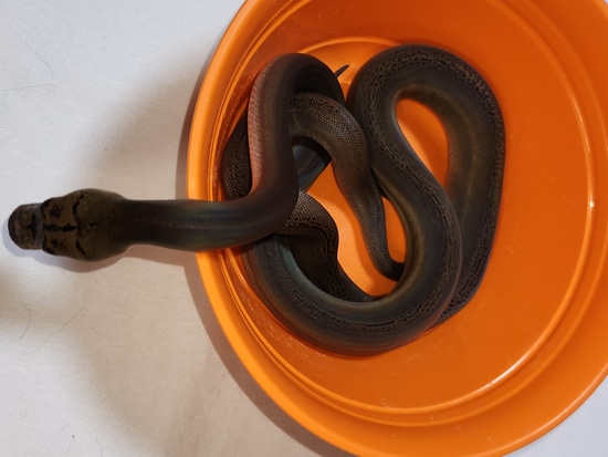 Dark Platinum Motley Golden Child Reticulated Python by Monster Pythons