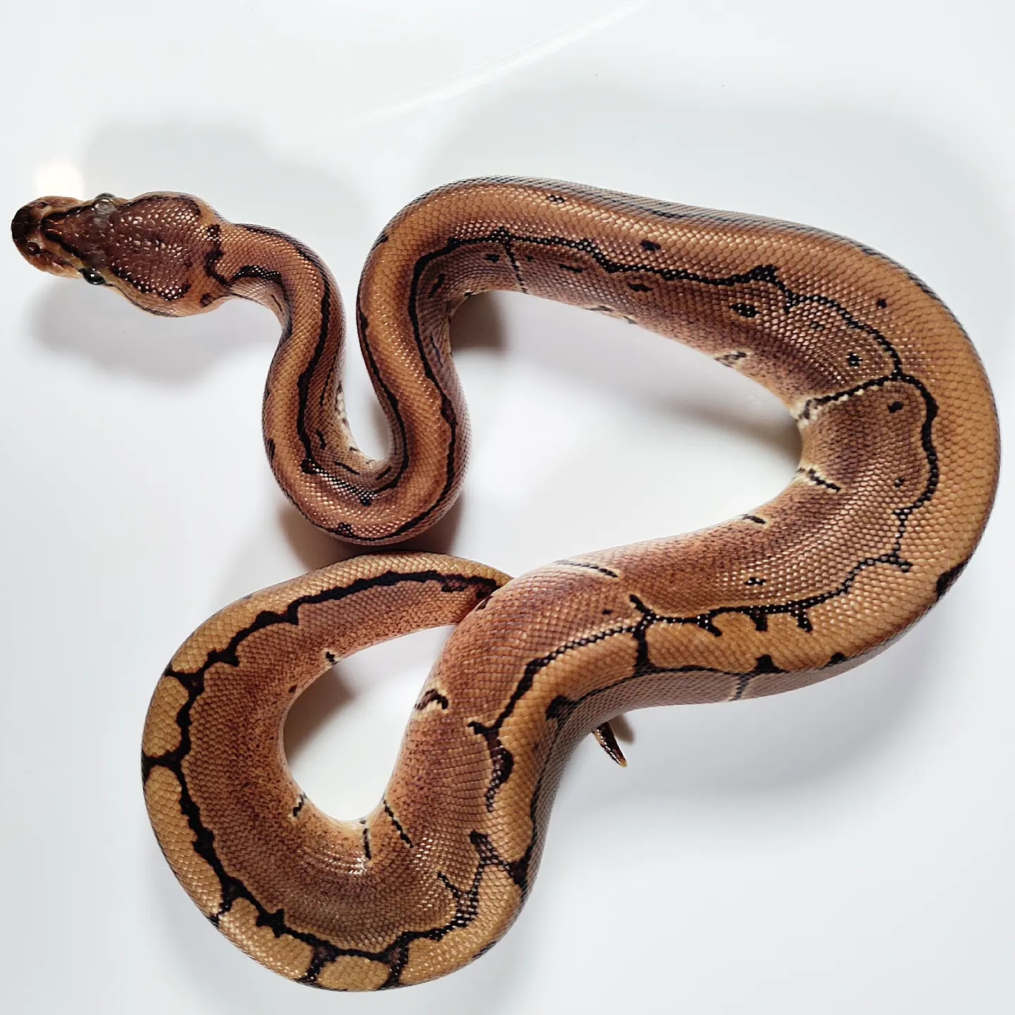 Pinstripe Ball Python by Monster Ranch Exotics - MorphMarket
