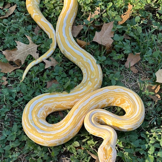 Albino Labyrinth Burmese Python by Moon and Back Exotics
