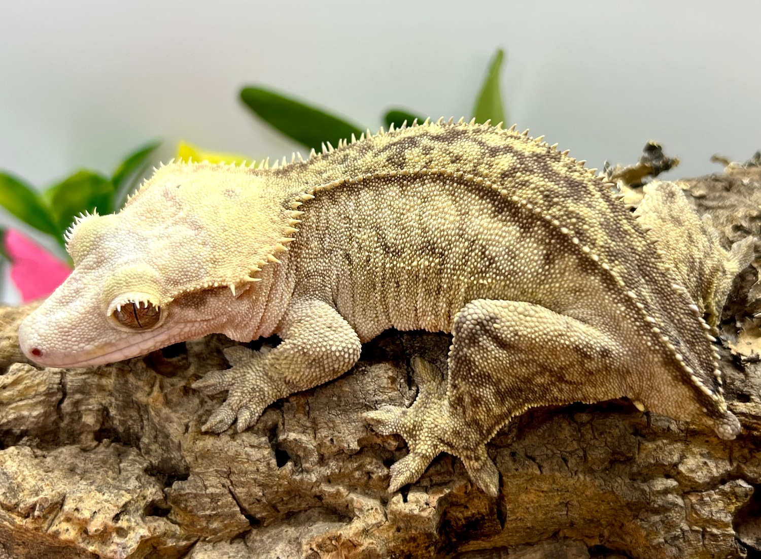 Ready To Breed FREE SHIPPING Crested Gecko by Gexotix MorphMarket