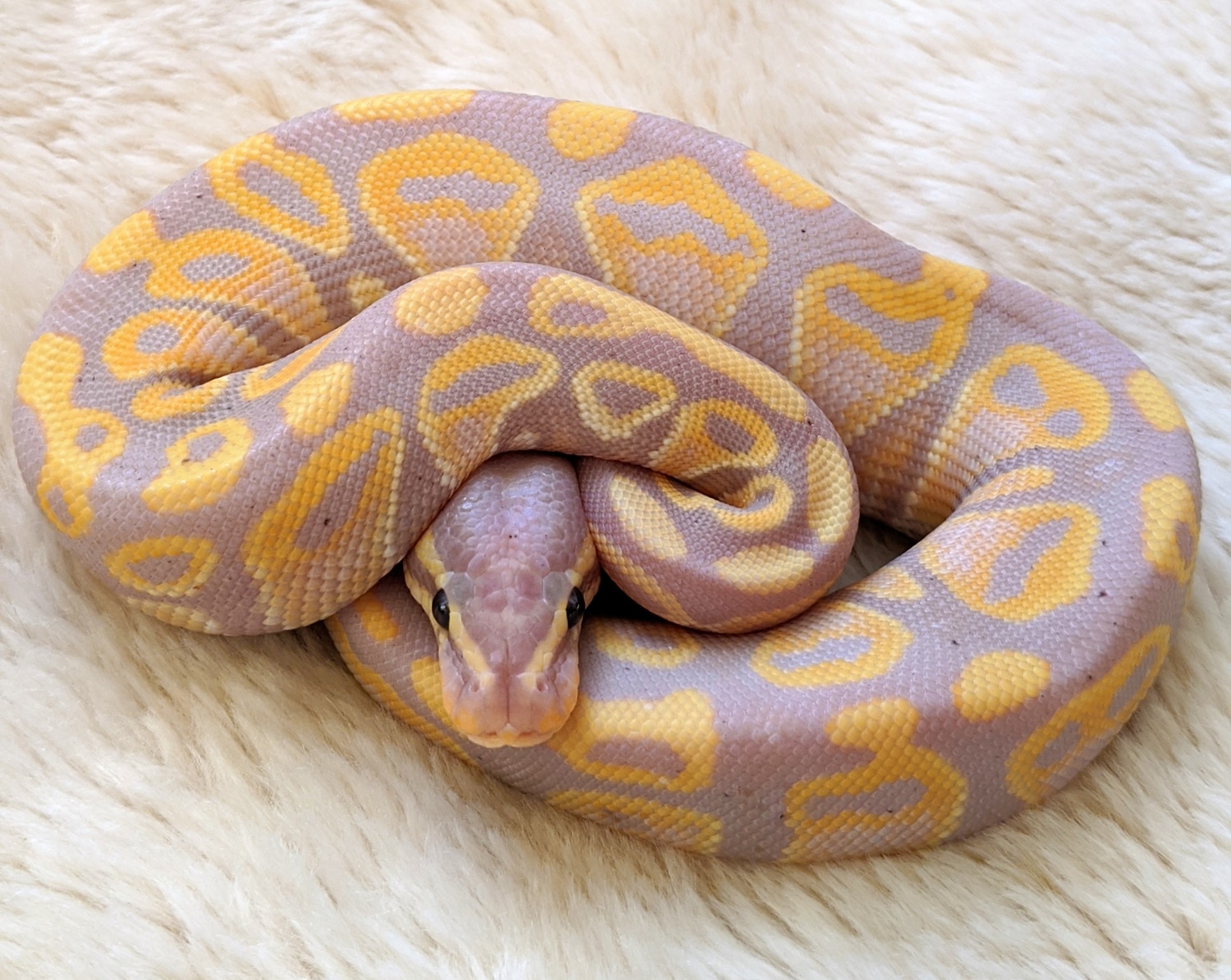 Banana 100% Het Pied - HIGH PURPLE! :) Ball Python by Mother of ...