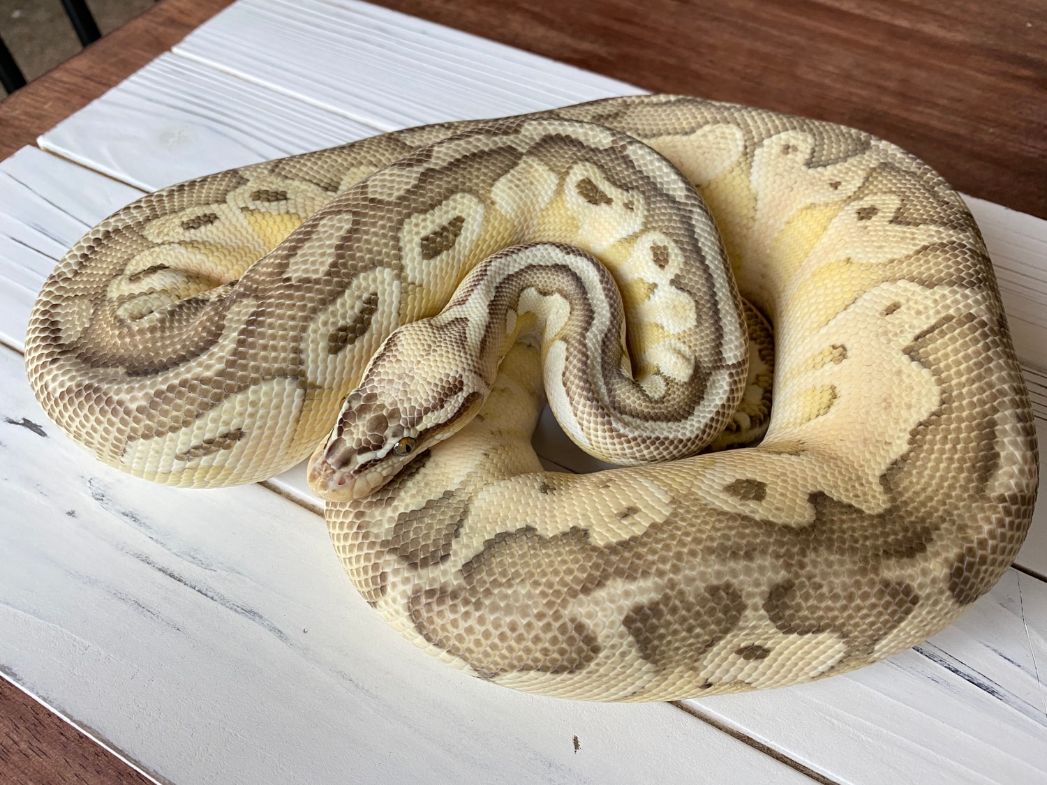Super Pastel Butter Het Clown Ball Python by Moonlight Exotic Morphs ...