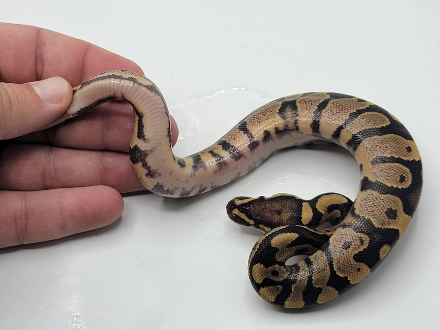 Enchi Pos Fire/calico Pos Het Pied Ball Python by Moon Lit Balls ...