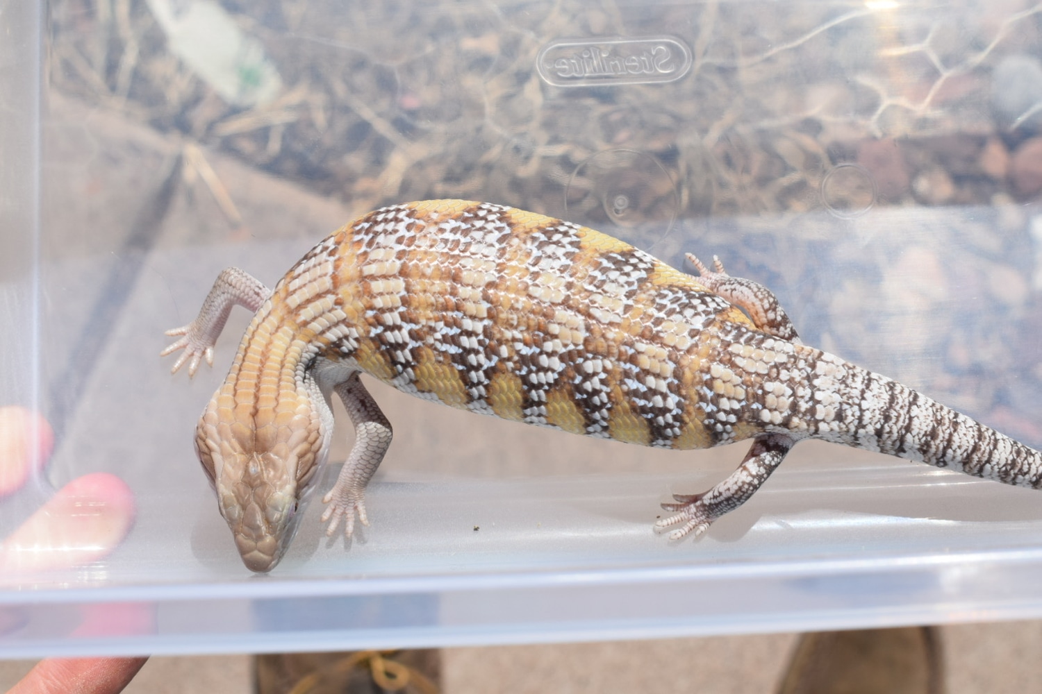 Holdback Release Turner White/Fenn White/Sunrise/Sunset/Fenn Orange