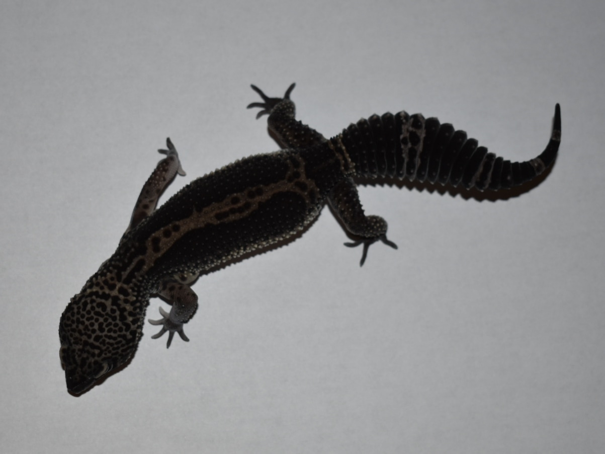 Black Night Leopard Gecko by Sam's Geckos MorphMarket