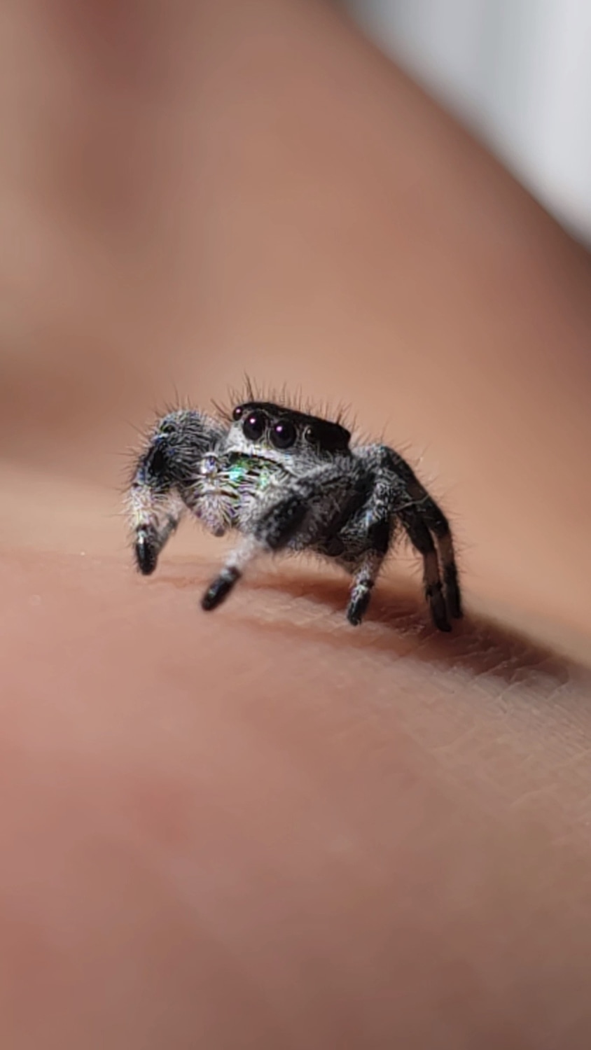 Female Regal Light Phase True Spider by Regal Arachnids - MorphMarket