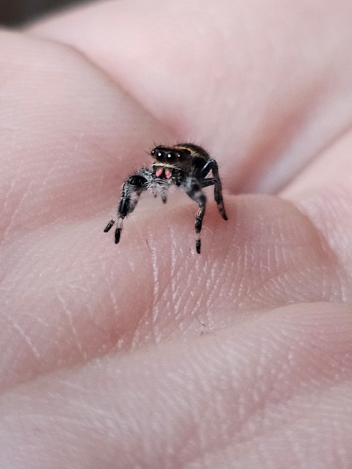 Female Regal I5 Jumping Spider by Regal Arachnids MorphMarket