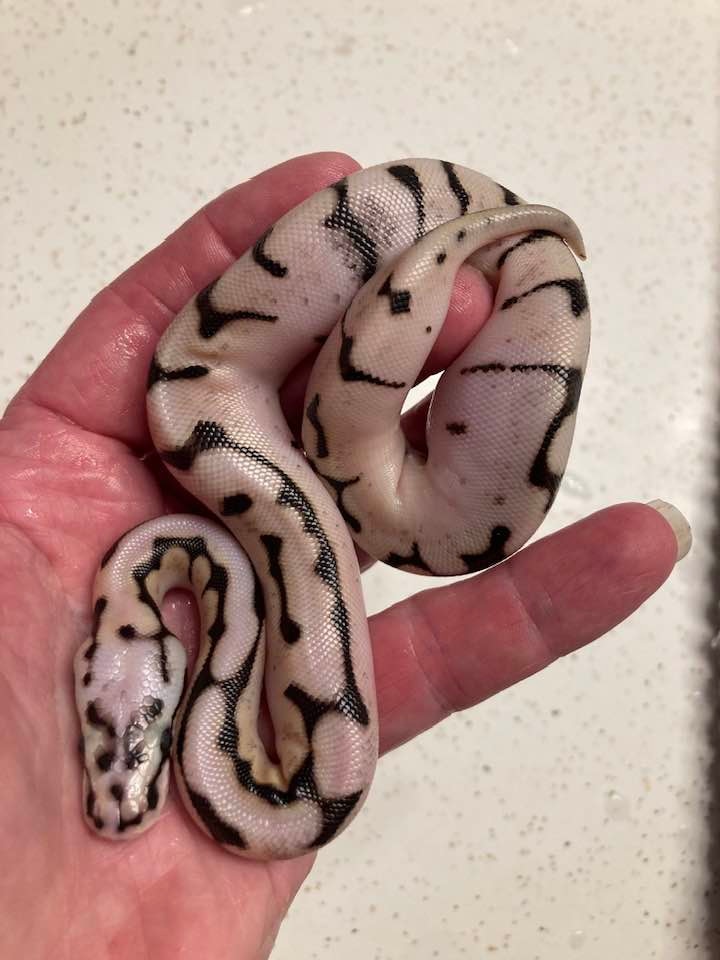 Calibee Gravel Ball Python by Moonstone Reptiles - MorphMarket