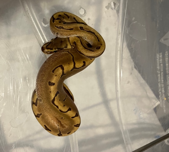 Firing Pin Ball Python by Moonstone Reptiles
