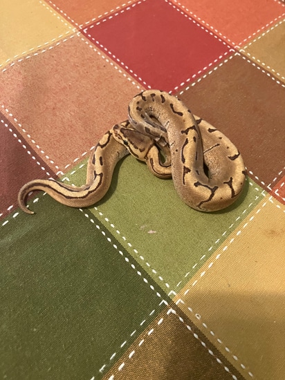 Firing Pin 50% Het Desert Ghost Ball Python by Moonstone Reptiles