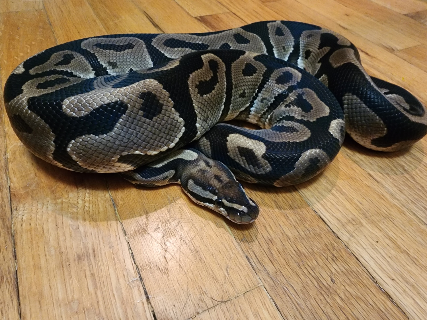 Leopard Ball Python by MoonTails🌙 - MorphMarket