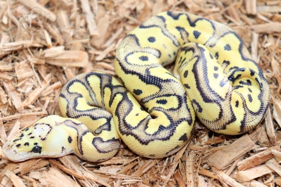 Fire Pastel Clown Ball Python by Moore Pythons LLC