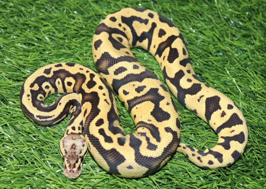 Acid Fire Pastel Het Clown Ball Python by Moore Pythons LLC