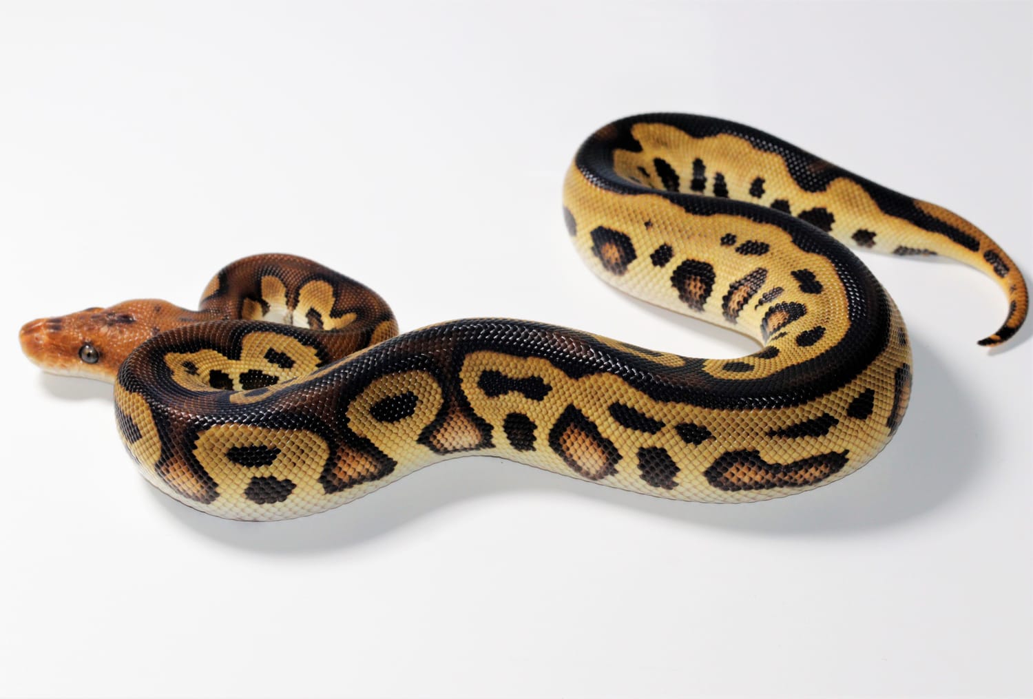 Cypress Leopard Clown Ball Python by Moore Pythons LLC - MorphMarket