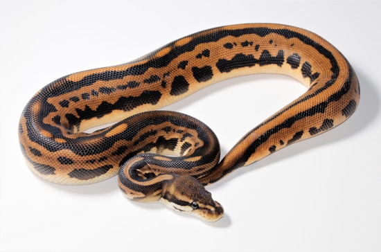 Acid Black Pastel Leopard Ball Python by Moore Pythons LLC