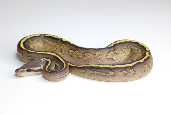 Black Pastel Phantom Fire Yellow Belly Het Clown Ball Python by Moore ...