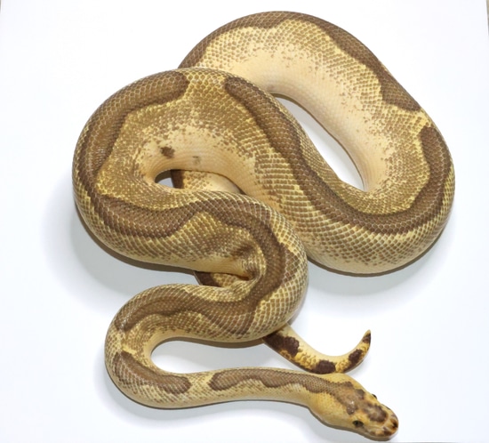 Enchi Fire Blade Clown Ball Python by Moore Pythons LLC