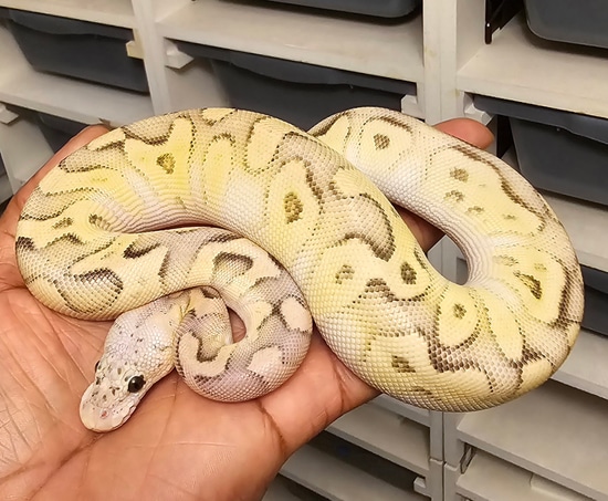 Cypress Orange Dream Pastave Clown Poss Fire Ball Python by Moore ...