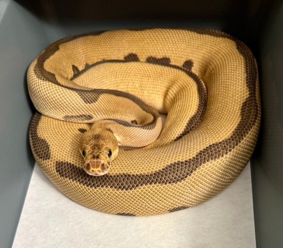 Enchi Batman Ball Python by Moore Pythons LLC