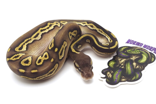 Pastel Mystic Black Head Ball Python by Morbid Morphs